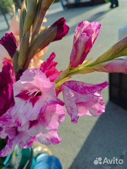 Луковицы гладиолусов разные