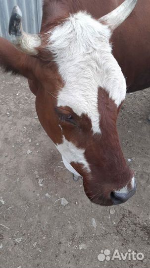 Продаю коров