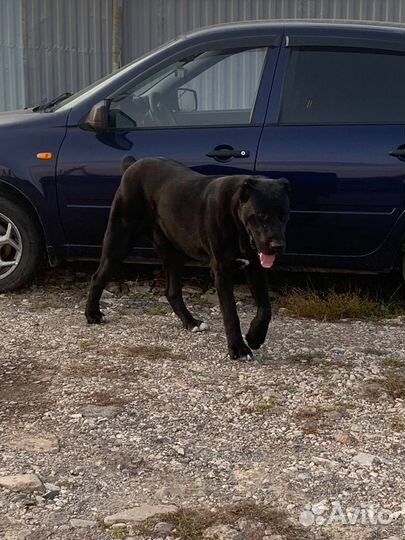 Случка собаки мальтипу