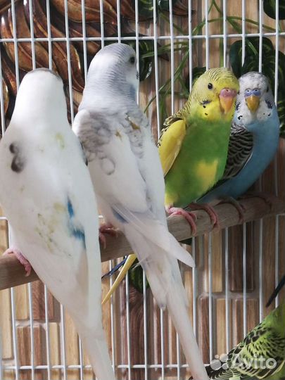 Волнистый попугай, птенцы, клетка