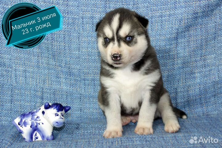 Щенки сибирской хаски