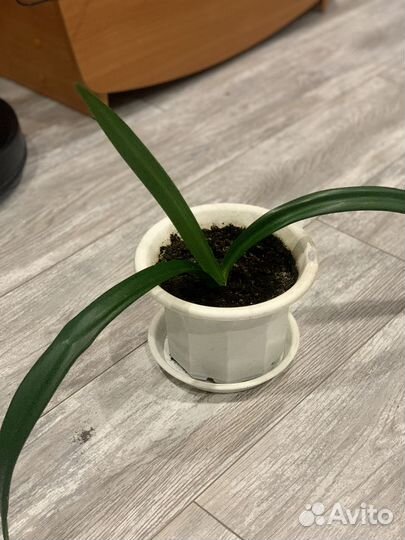 Комнатные цветы