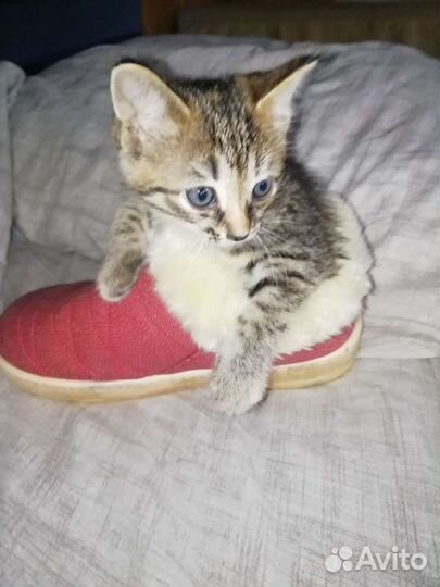 Кошечка в добрые руки