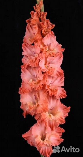 Гладиолусы Огромная коллекция сортов