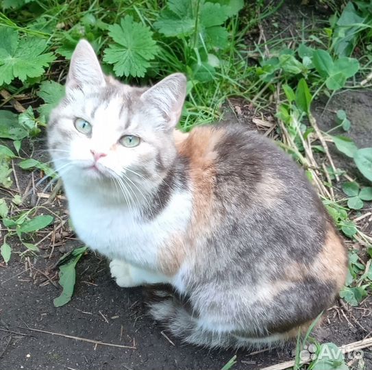Трёхцветная шотландская кошечка- на счастье