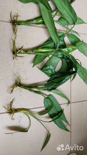 Аглаонема и Пеперомия отростки