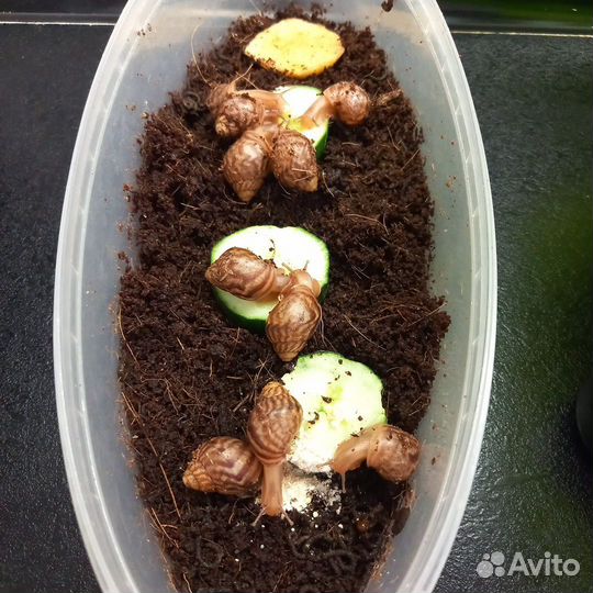 Улитки ахатины бесплатно