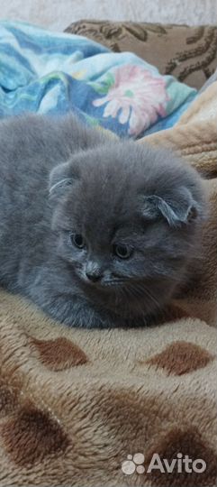 Вислоухие котята