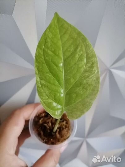 Амидриум медиум минт