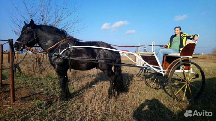 Прогулки на лошадях