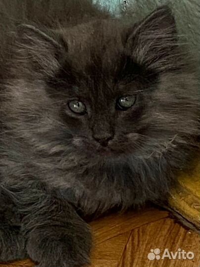 Котята