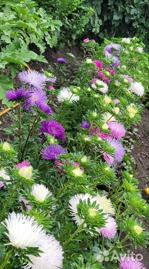 Астры на срез