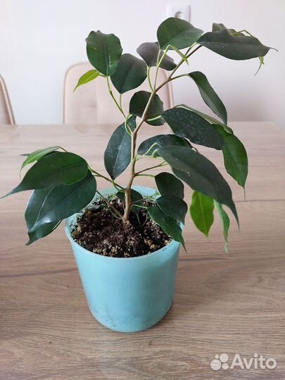 Фикус бенджамина