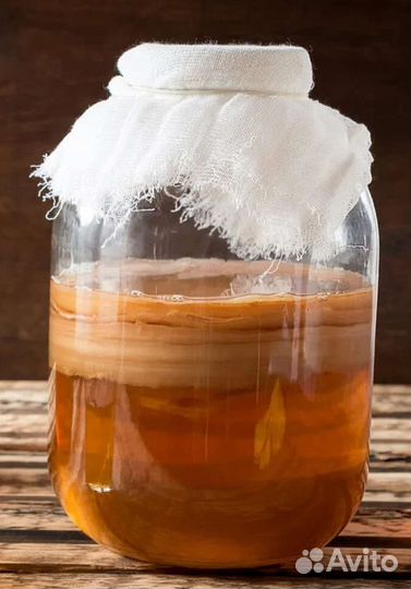 Чайный гриб