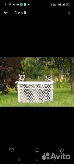 Метис хаски и лайки. В хорошие руки