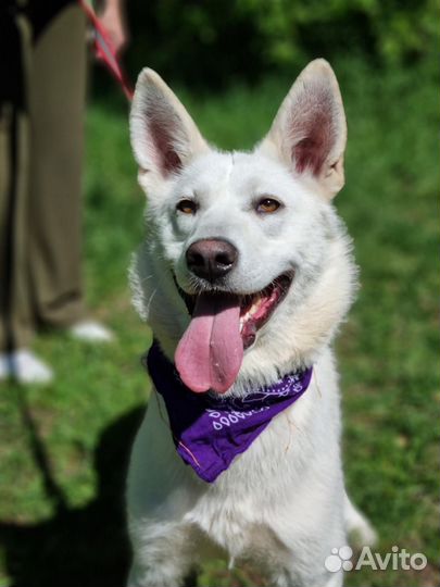 Белоснежная красотка из приют готова познакомиться