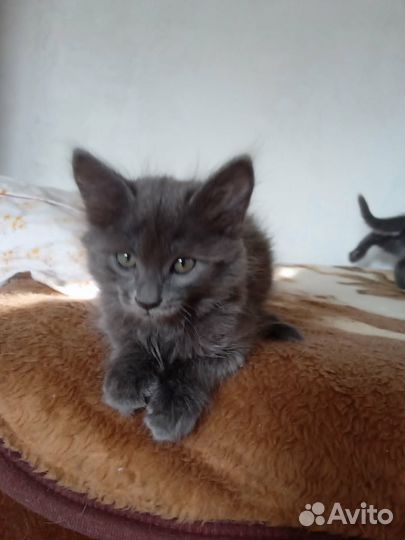 Девочка в добрые руки