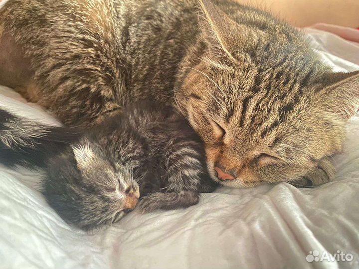 Короткошерстная