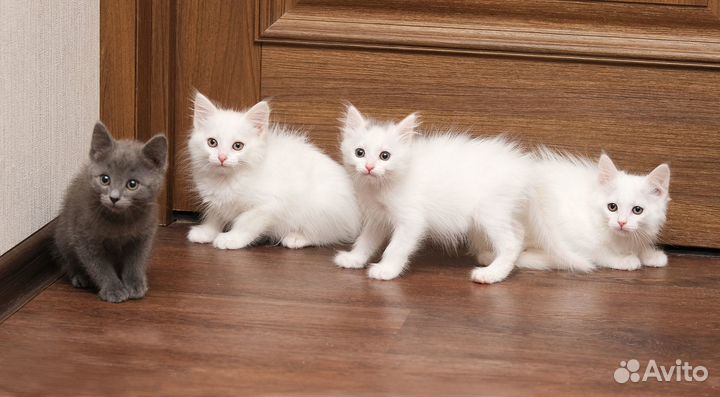 Котята в добрые руки