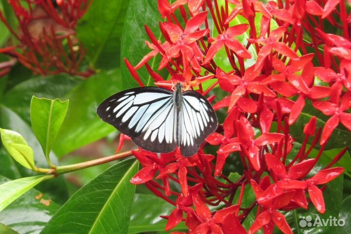 Тропические Бабочки т/б-9