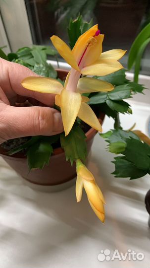 Цветы (декабрист желтый )