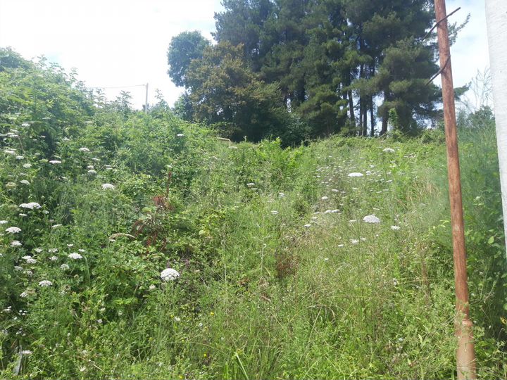 Участок 6 сот. (СНТ, ДНП)