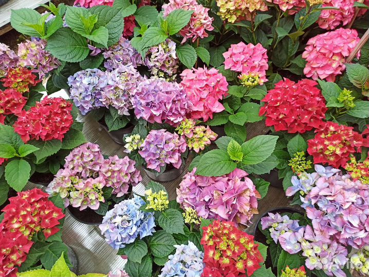 Гортензии метельчатые и широколистные