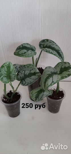 Сциндапсусы и Филодендрон