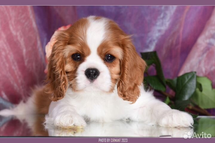 Кавалер Кинг Чарльз Спаниель