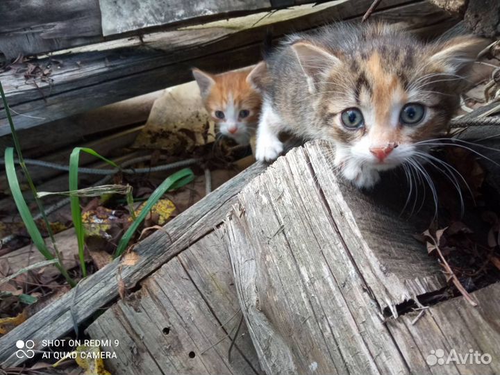 Котята мальчик и девочка в добрые руки