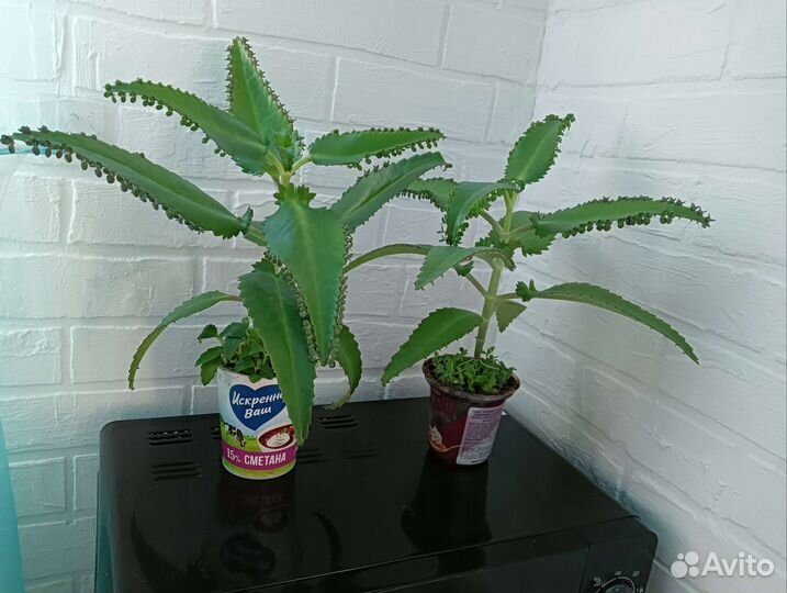 Каланхоэ лечебный и цветущий, столетник, толстянка