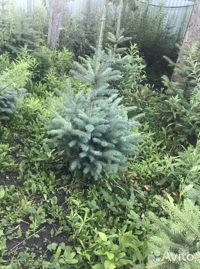 Ель голубая