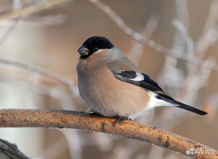 Певчие лесные птицы