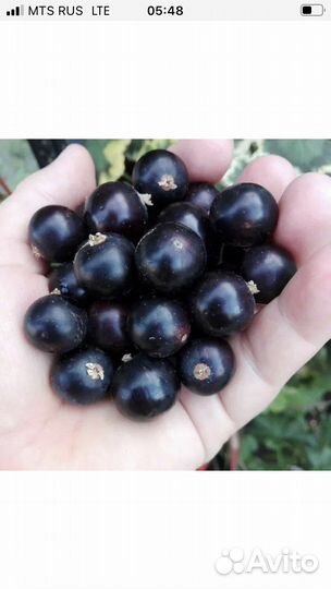 Саженцы черной смородины