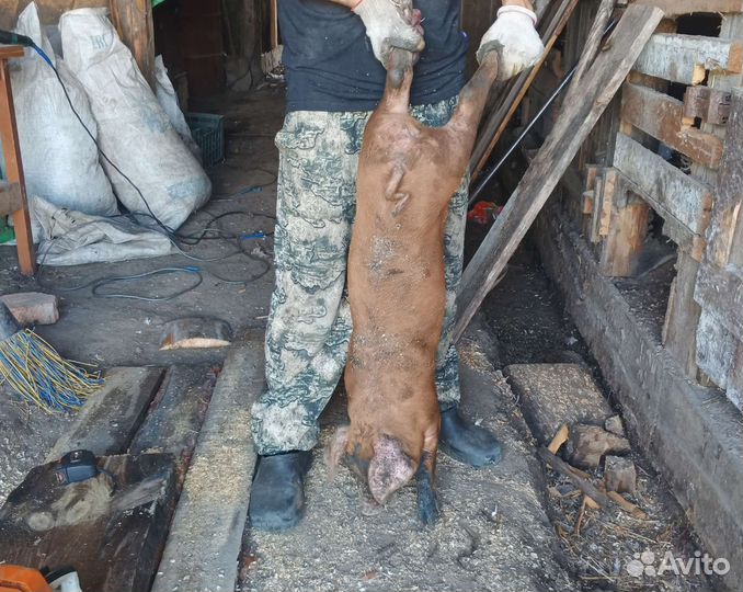 Поросята ландрас дюрок