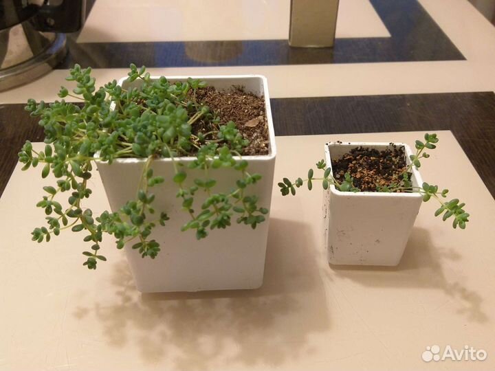 Кактусы и суккуленты