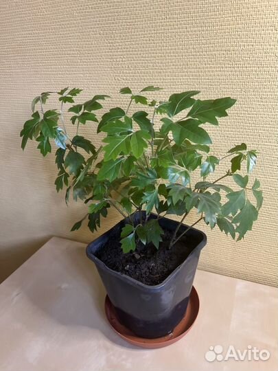 Комнатные цветы