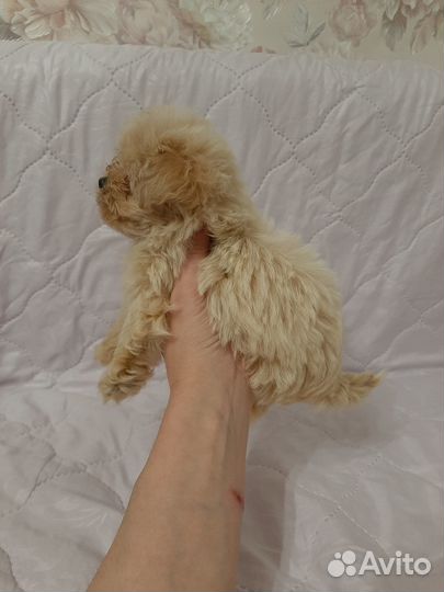 Мальтипу от чемп. excellent