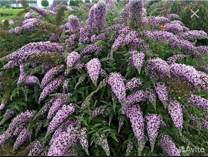 Растения для дома и сада
