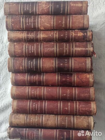 Антикварные книги. Брем А. Э. Жизнь животных