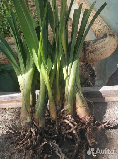 Орхидея цимбидиум