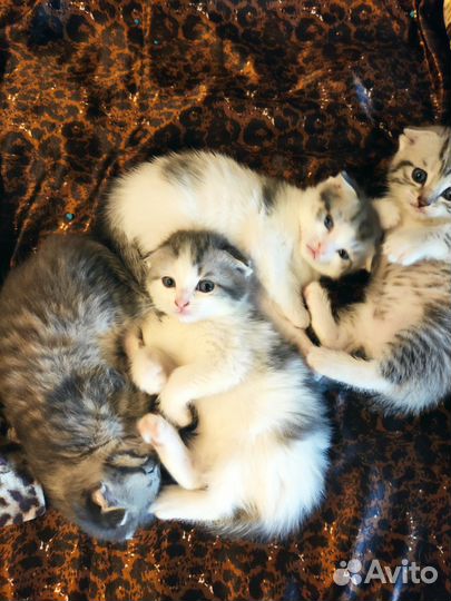Котята в добрые руки