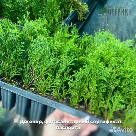 Черенки туи