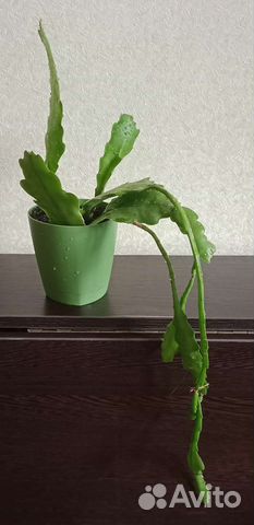 Эпифиллум Бевертайл (Epiphyllum Beavertail)