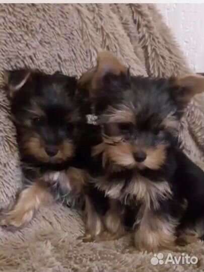 Йоркширский терьер мини девочка