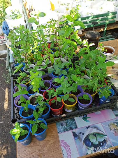 Мята сортовая 50 +сортов с разными вкусами