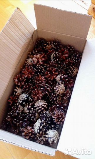 Шишки сосновые