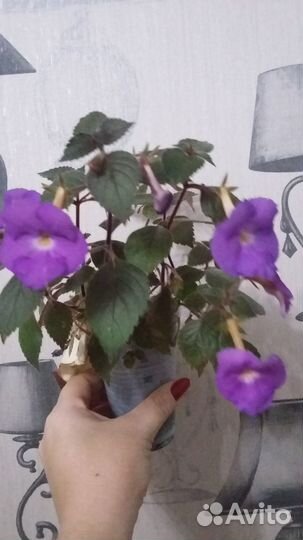 Экзотические комнатные растения