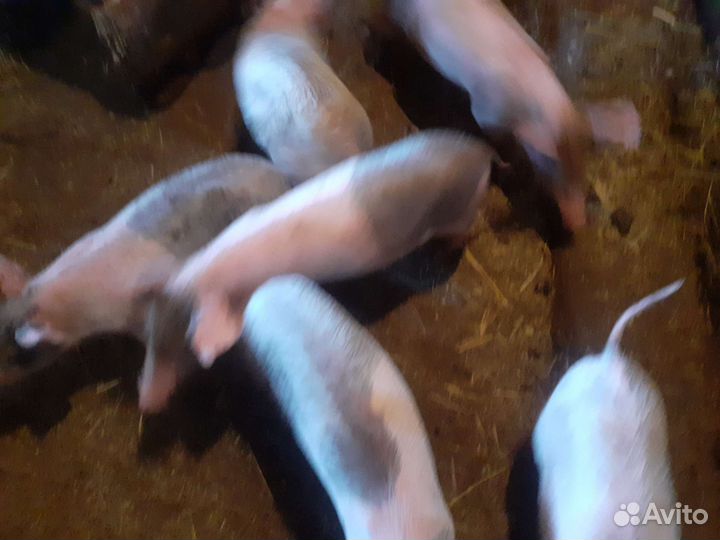 Поросенок ландрас