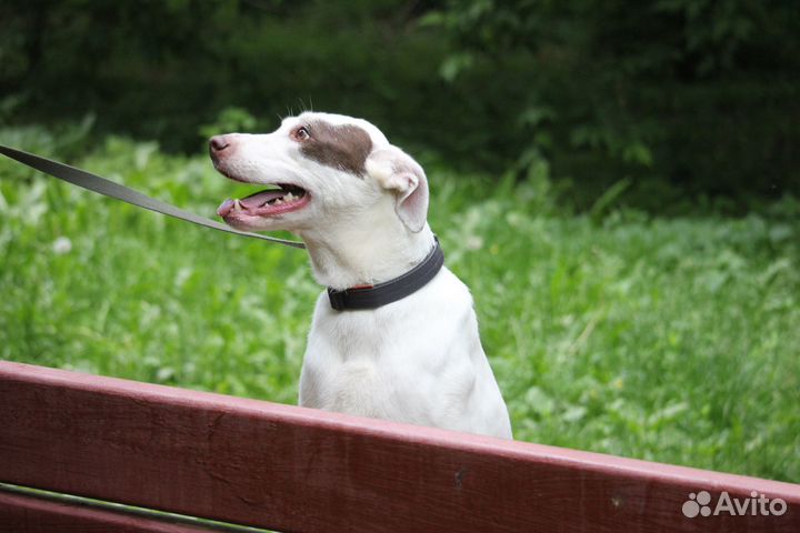 Белоснежка Широя ищет дом